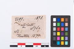 Etikett zu Beintülle (NHMW-PRAE-002297)